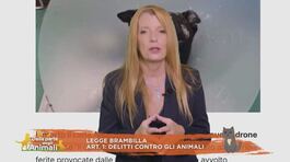 Finalmente giustizia, dentro la legge Brambilla thumbnail