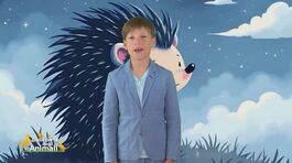 Nel bosco con Leo: il riccio thumbnail