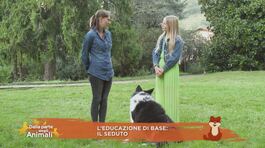 L'educazione di base: il seduto thumbnail