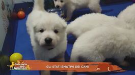 Gli stati emotivi dei cani thumbnail