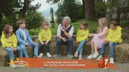 Il rondone maggiore thumbnail