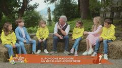 Il rondone maggiore