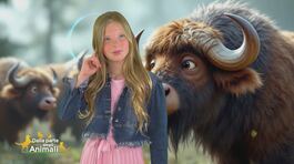 Stella's World: la simbologia del bufalo africano thumbnail