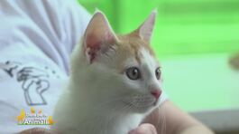 Leo thumbnail