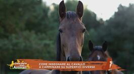 Come insegnare al cavallo a camminare su superfici diverse thumbnail