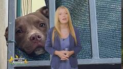 La storia di Diego, il pitbull lasciato morire richiuso in un garage