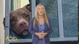 La storia di Diego, il pitbull lasciato morire richiuso in un garage thumbnail