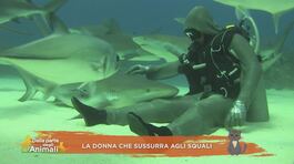 La donna che sussurra agli squali thumbnail