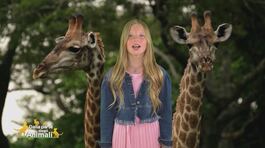 Stella's world: la giraffa thumbnail