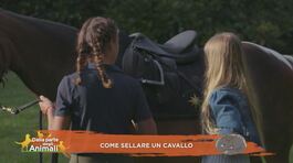 Un cavallo per amico: come sellare un cavallo thumbnail