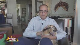 Alaska, la cagnolina di Tommaso Cerno e Giada thumbnail