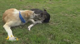 Lisa e Joe thumbnail