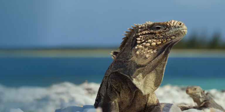 Focus Cuba: meraviglie della natura - PrimaTv