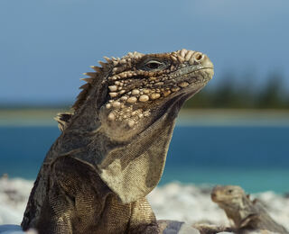 Cuba: Meraviglie Della Natura