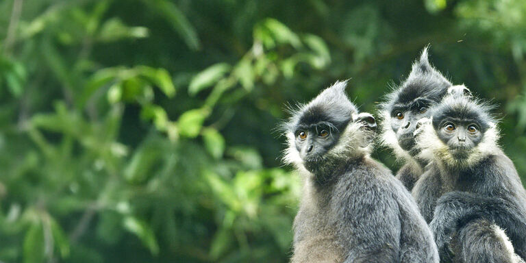 Focus Untamed Vietnam - PrimaTv