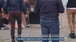 L'attacco di un pitbull verso un altro cane thumbnail