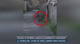 Palmi, il pitbull che ha aggredito Antonio thumbnail