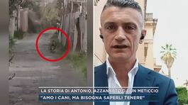La storia di Antonio, azzannato da un meticcio thumbnail