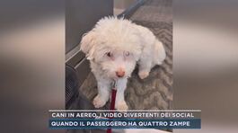 Cani in aereo, i video divertenti dei social thumbnail