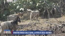 Ginostra invasa dalle capre, la rivolta degli abitanti thumbnail