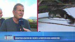 Scoiattolo asiatico nel Cilento: la protesta degli agricoltori thumbnail