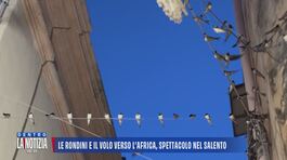 Le rondini e il volo verso l'Africa, spettacolo nel Salento thumbnail
