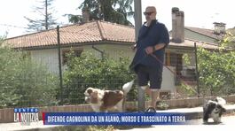 Ancona: difende i suoi cani da un alano, 48enne aggredito e ferito thumbnail