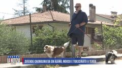 Ancona: difende i suoi cani da un alano, 48enne aggredito e ferito