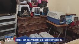 180 gatti in un appartamento, tso per un'inquilina thumbnail