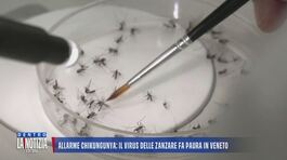 Allarme Chikungunya: il virus delle zanzare fa paura in Veneto thumbnail