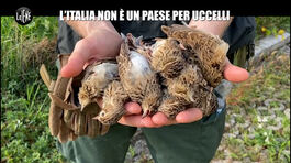 VIVIANI: L'Italia non è un paese per uccelli thumbnail