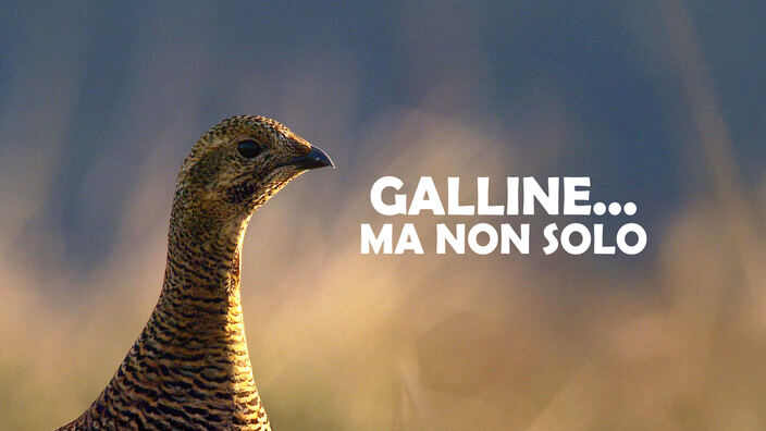 Galline... ma non solo