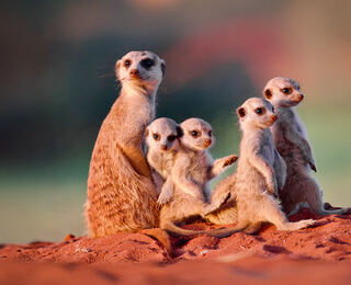 Namibia: La Perla D'africa