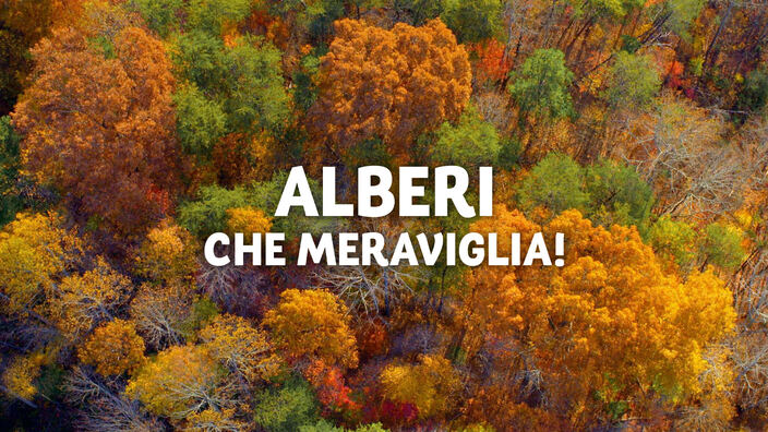 Alberi, che meraviglia!