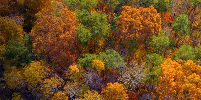 Focus Alberi, che meraviglia! - PrimaTv