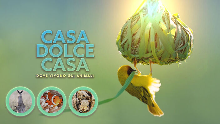 Casa dolce casa - Dove vivono gli animali - PrimaTv