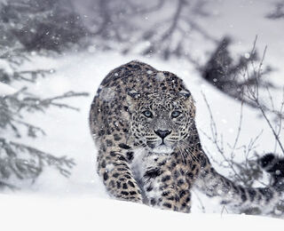 Battaglie Animali