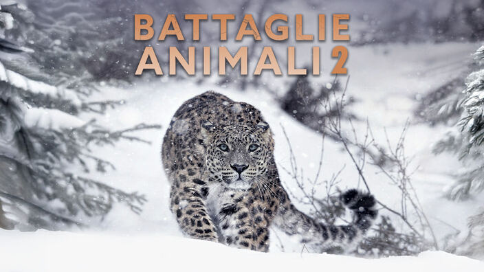 Battaglie animali 2