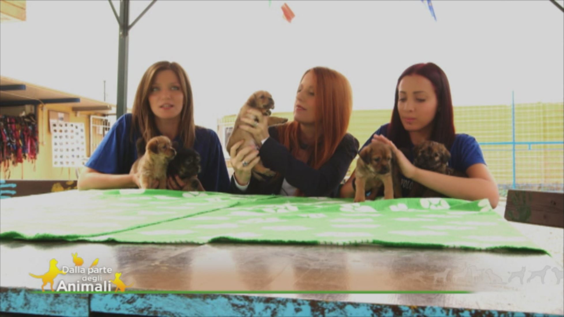 Cuccioli In Cerca Di Casa Dalla Parte Degli Animali Video Mediaset Infinity