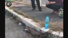 Niente veterinari: la volpe in agonia su un marciapiede di Roma