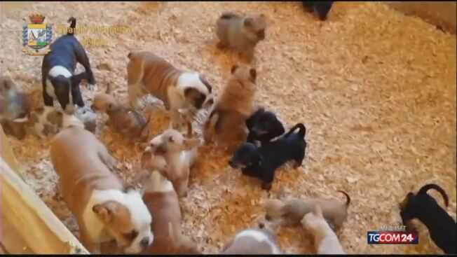 Gorizia Sgominato Traffico Di Cuccioli Tgcom24 Video Mediaset Infinity
