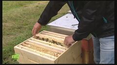 L'apicoltura