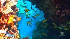 Il Mar Rosso e la sua incredibile barriera corallina