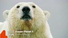 Frozen Planet 2: dal 22 dicembre