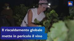 Il riscaldamento globale mette in pericolo il futuro del vino