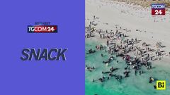 Australia, branco di balene pilota si arena sulla spiaggia