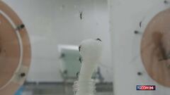 La zanzara della malaria riappare in Italia dopo 50 anni