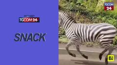 Usa, zebre in fuga sulle strade dello Stato di Washington