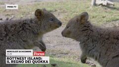 Rottnest Island: il regno dei quokka