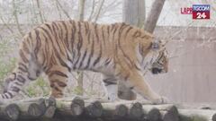 Vienna, la tigre siberiana trova casa: nuova speranza per la specie in pericolo